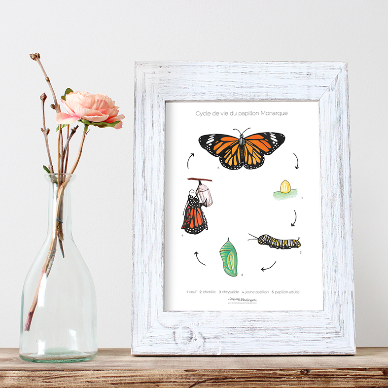 affiche cycle de vie du papillon Monarque