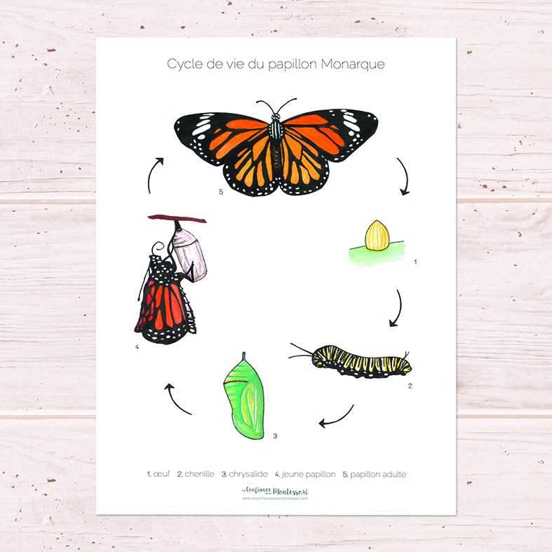 affiche cycle de vie du papillon Monarque