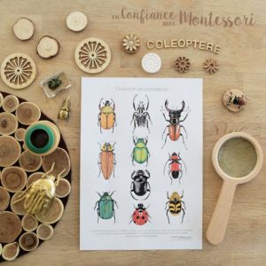 Affiche collection coléoptères