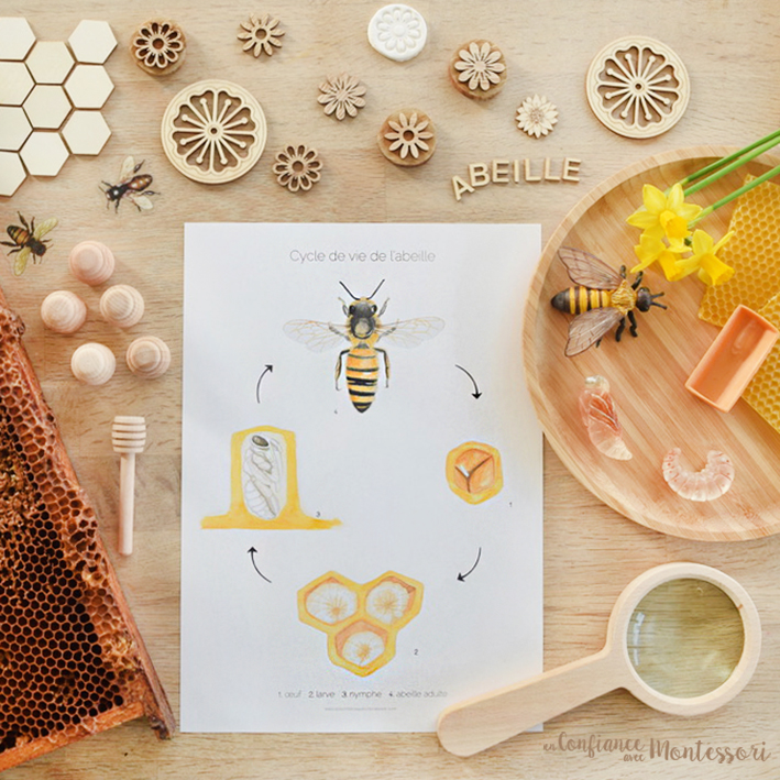 Affiche cycle de vie de l'abeille