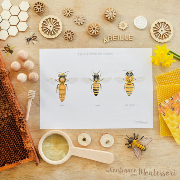 Affiche famille de l'abeille