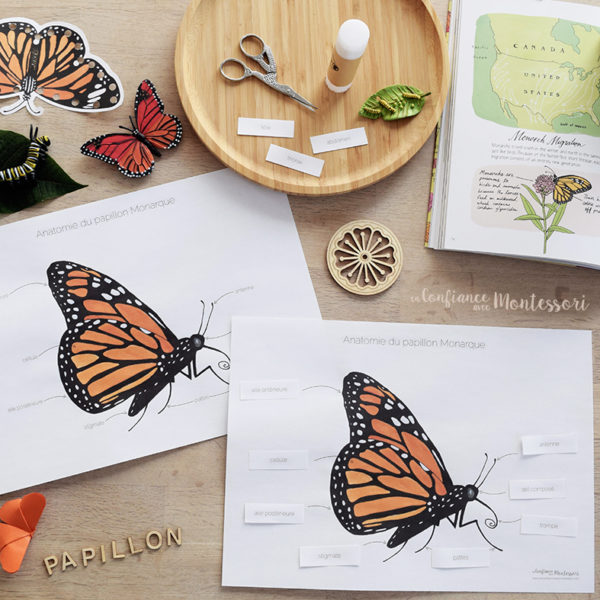 Affiches anatomie du papillon Monarque