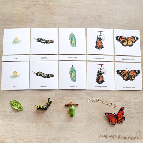 Cartes de nomenclature papillon Monarque