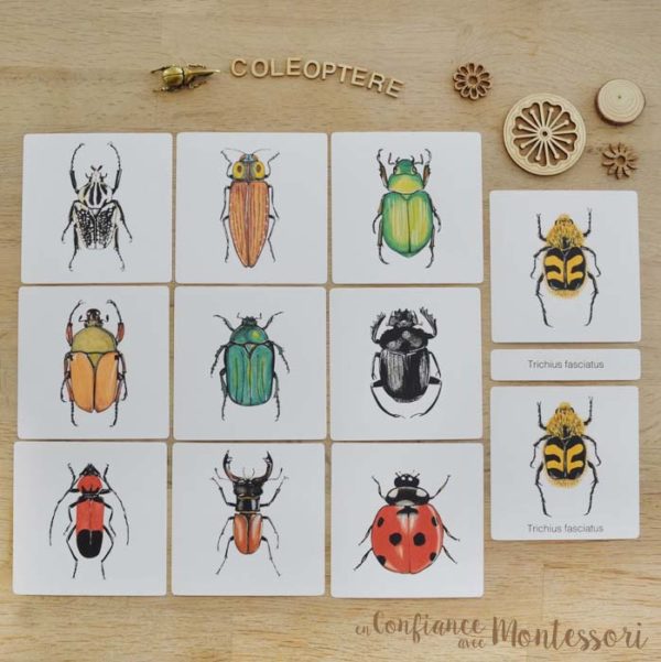 Images classifiées coléoptères