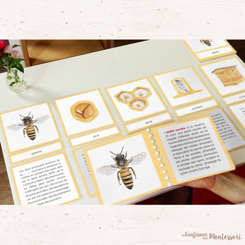 Cartes de nomenclature abeille