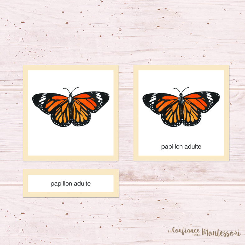 Cartes classifiées papillon Monarque