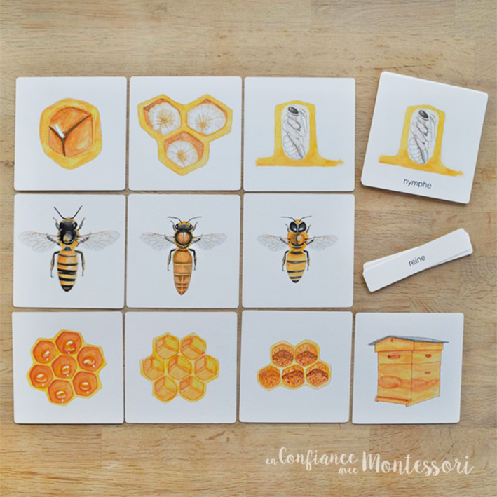 Cartes de nomenclature abeille