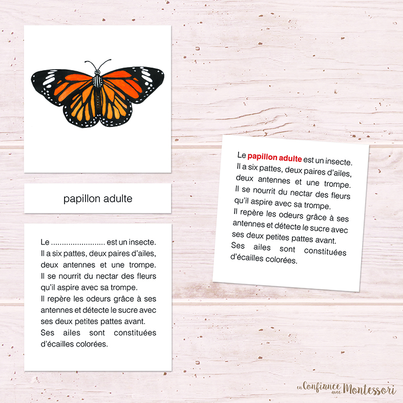 Cartes de nomenclature papillon Monarque
