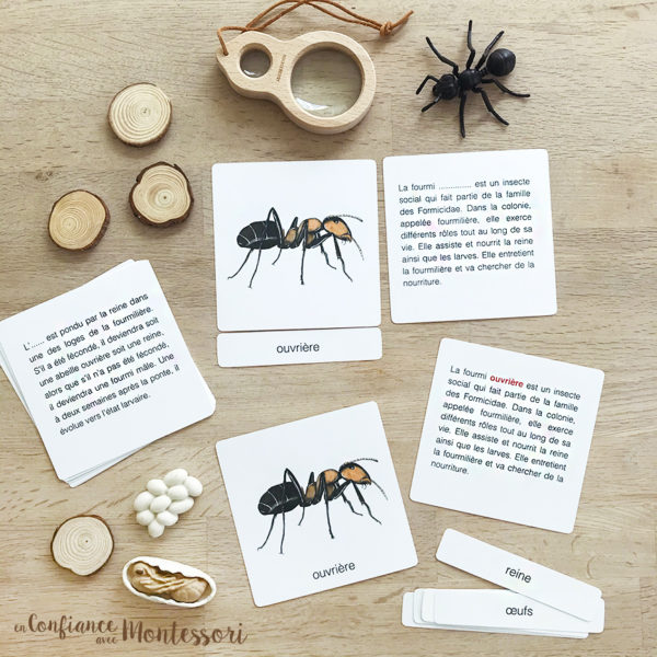 Cartes de nomenclature Montessori sur le thème de la fourmi