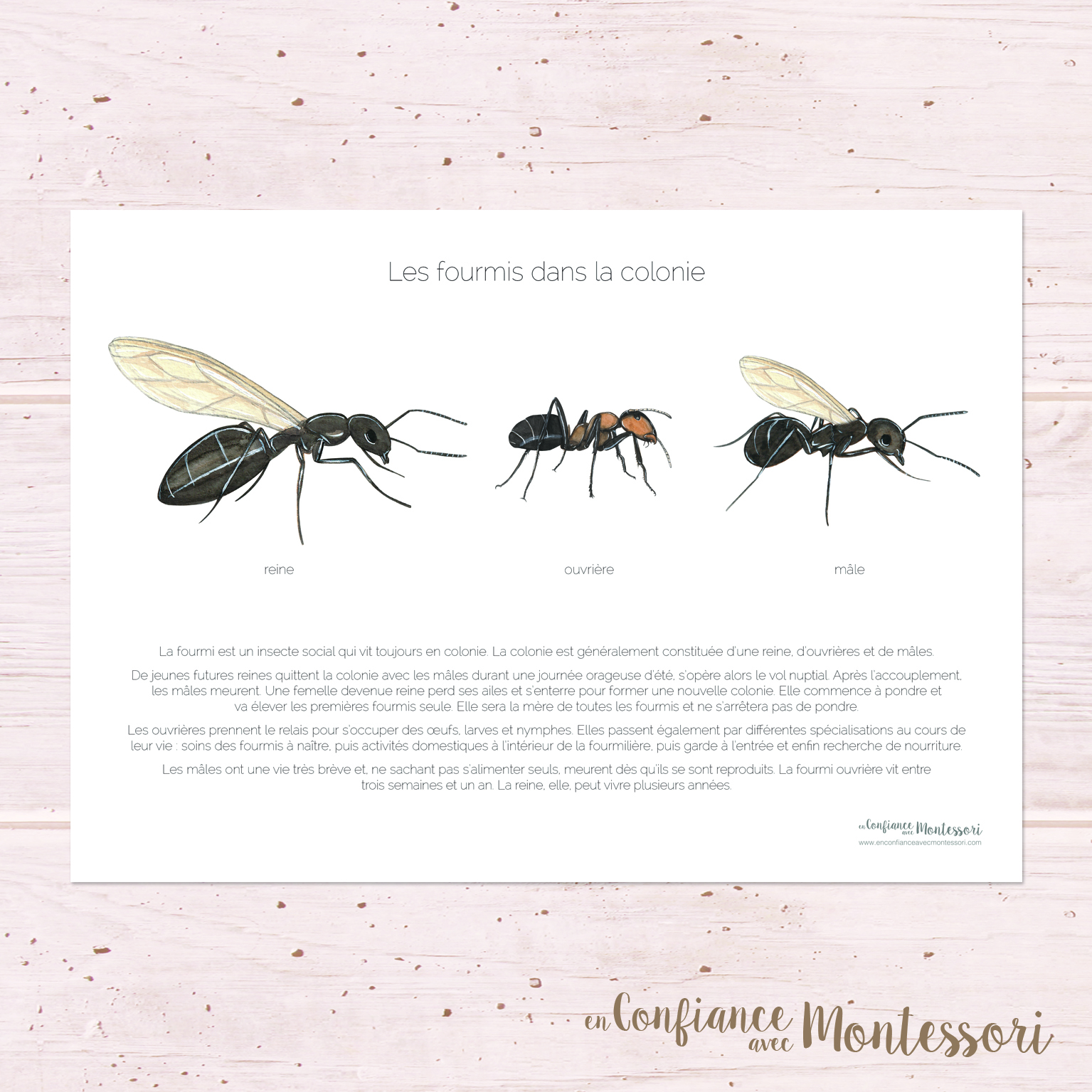 Affiche d'inspiration Montessori sur la fourmi ouvrière, la fourmi mâle et la reine