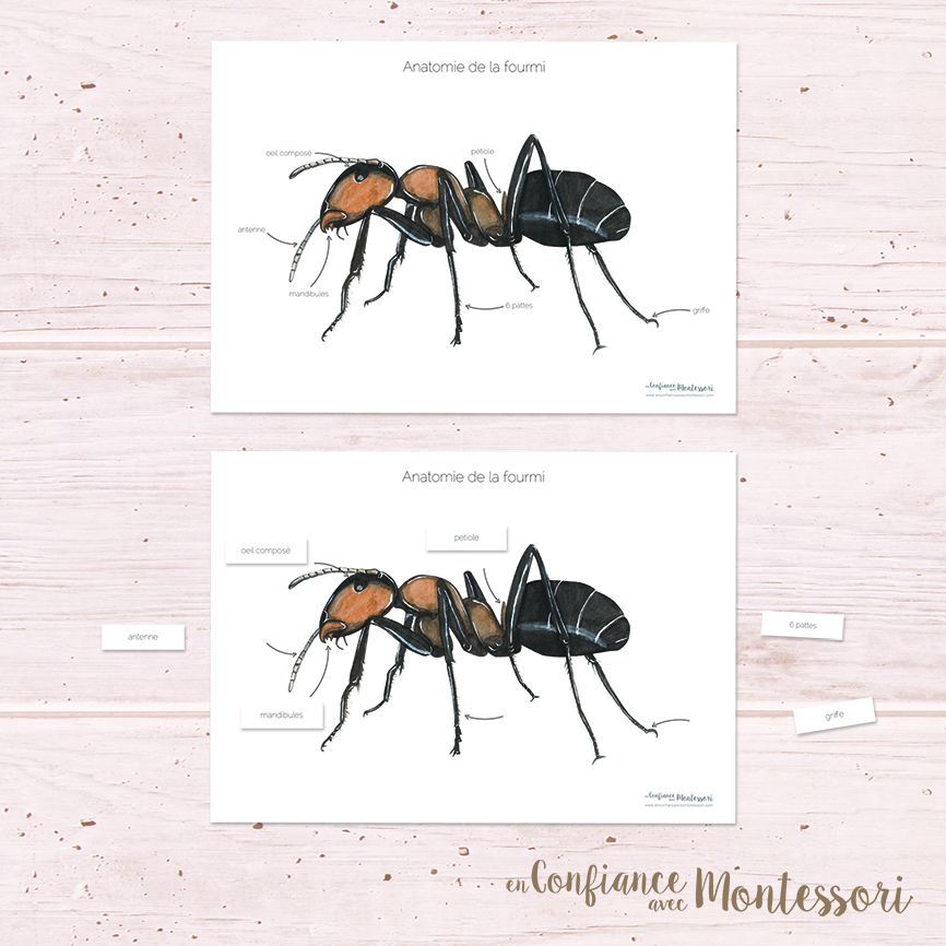 Affiches sur l'anatomie de la fourmi