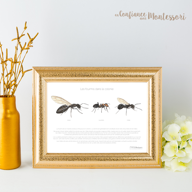 Affiche d'inspiration Montessori sur la fourmi ouvrière, la fourmi mâle et la reine
