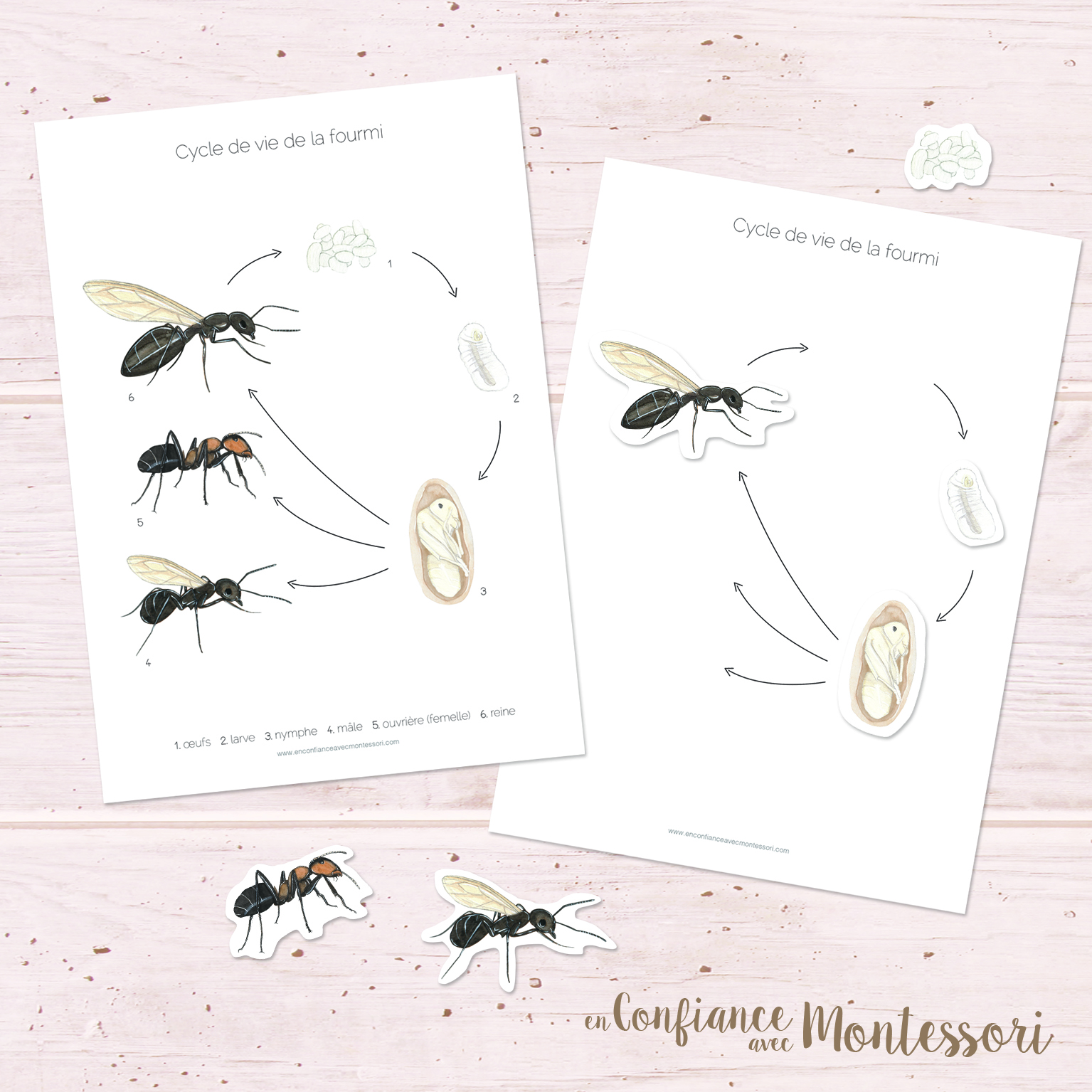 Affiche d'inspiration Montessori sur le cycle de vie de la fourmi