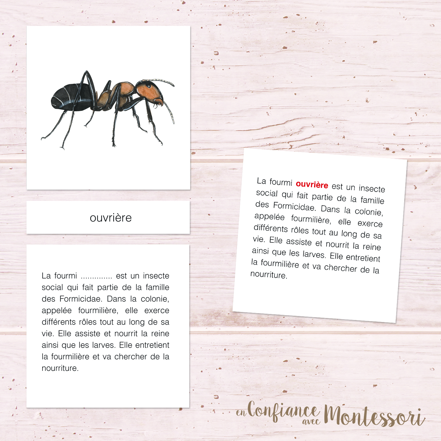 Cartes de nomenclature Montessori sur le thème de la fourmi