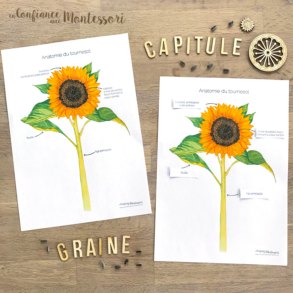 Qu Est Ce Que Le Papier Tournesol MGNAR