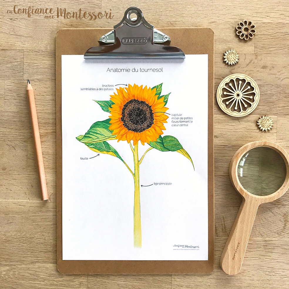 Le Cycle De Vie Du Tournesol Pour Les Enfants Tournesol Et Les Fleurs