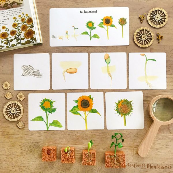 Cartes images séquentielles Montessori sur le tournesol
