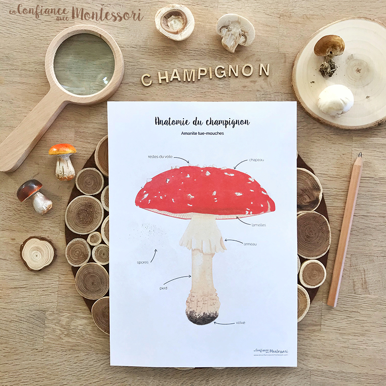 Affiche anatomie champignon