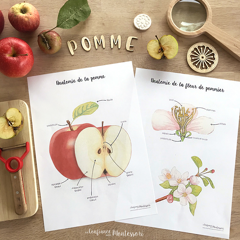 Affiche anatomie pomme