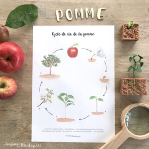 Affiche cycle de vie pomme