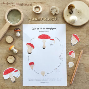 Affiche cycle vie champignon