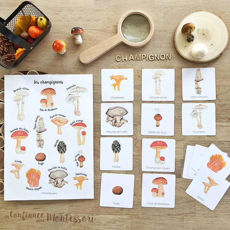 Affiche + cartes varietes champignons