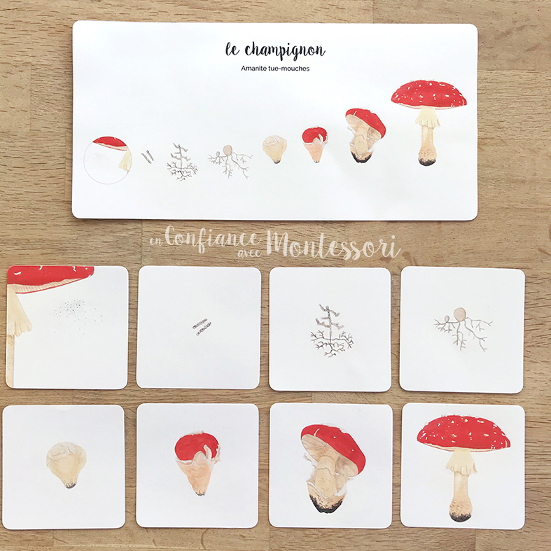 cartes sequentielles champignon