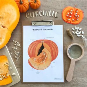 Affiche anatomie de la citrouille