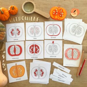 Images classifiées Montessori sur l'anatomie de la citrouille
