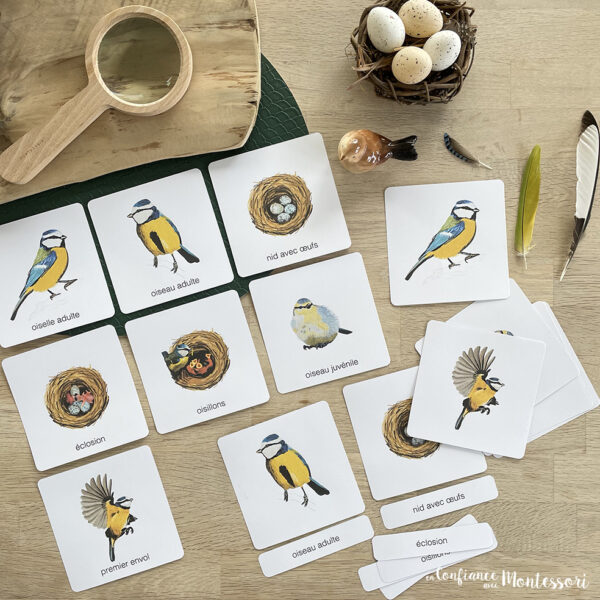 Cartes images classifiées Montessori cycle de vie de l'oiseau