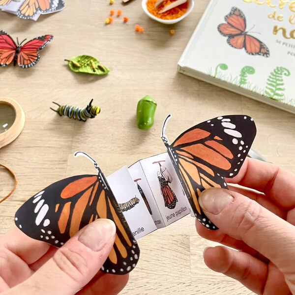 Carnet accordéon : Cycle de vie du papillon Offert