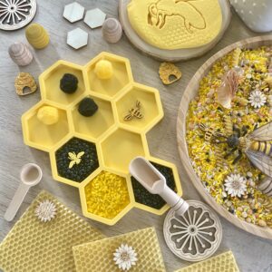 Plateau sensoriel Alvéoles