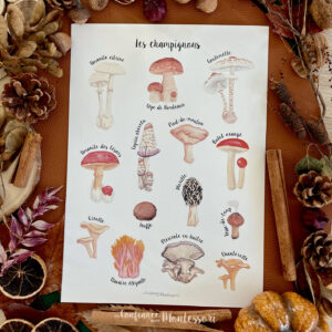Affiche A4 imprimée Variétés de Champignons