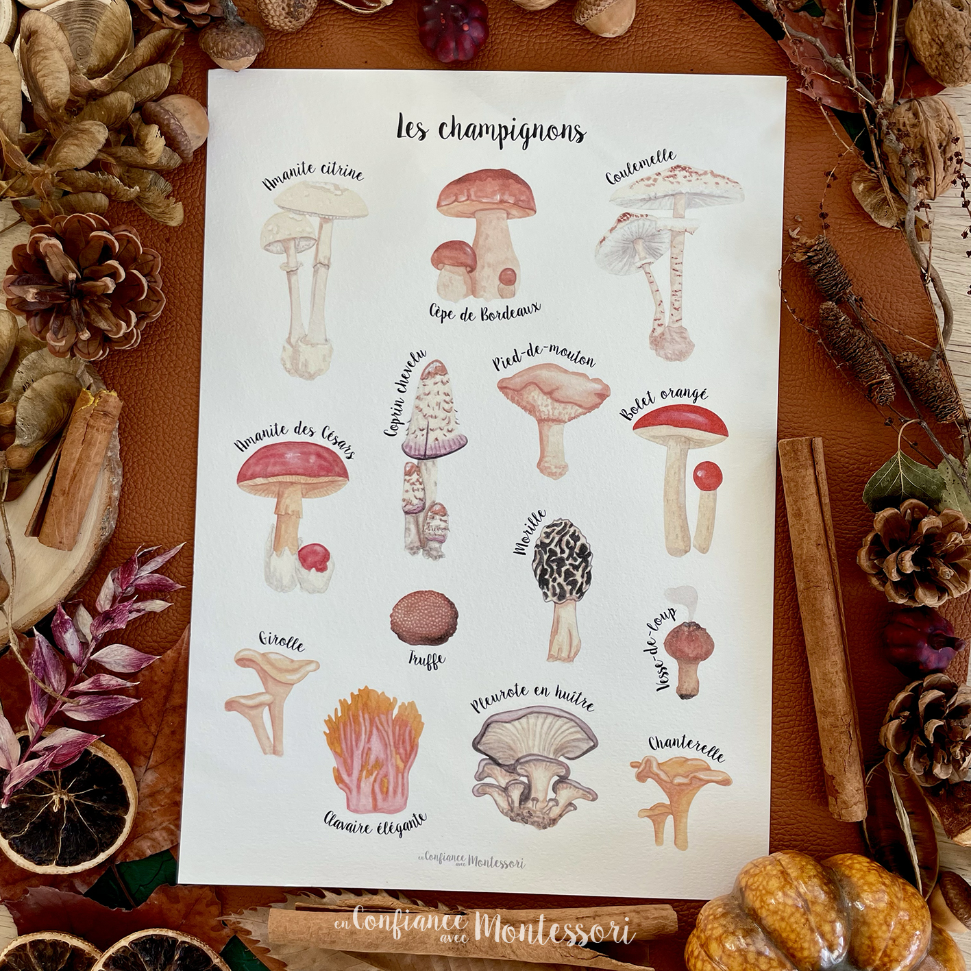 Affiche A4 imprimée Variétés de Champignons