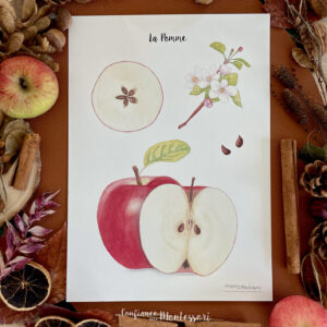 Affiche A4 imprimée La Pomme