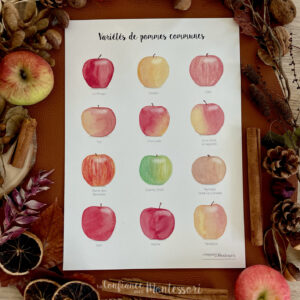 Affiche A4 imprimée 12 variétés de pommes communes